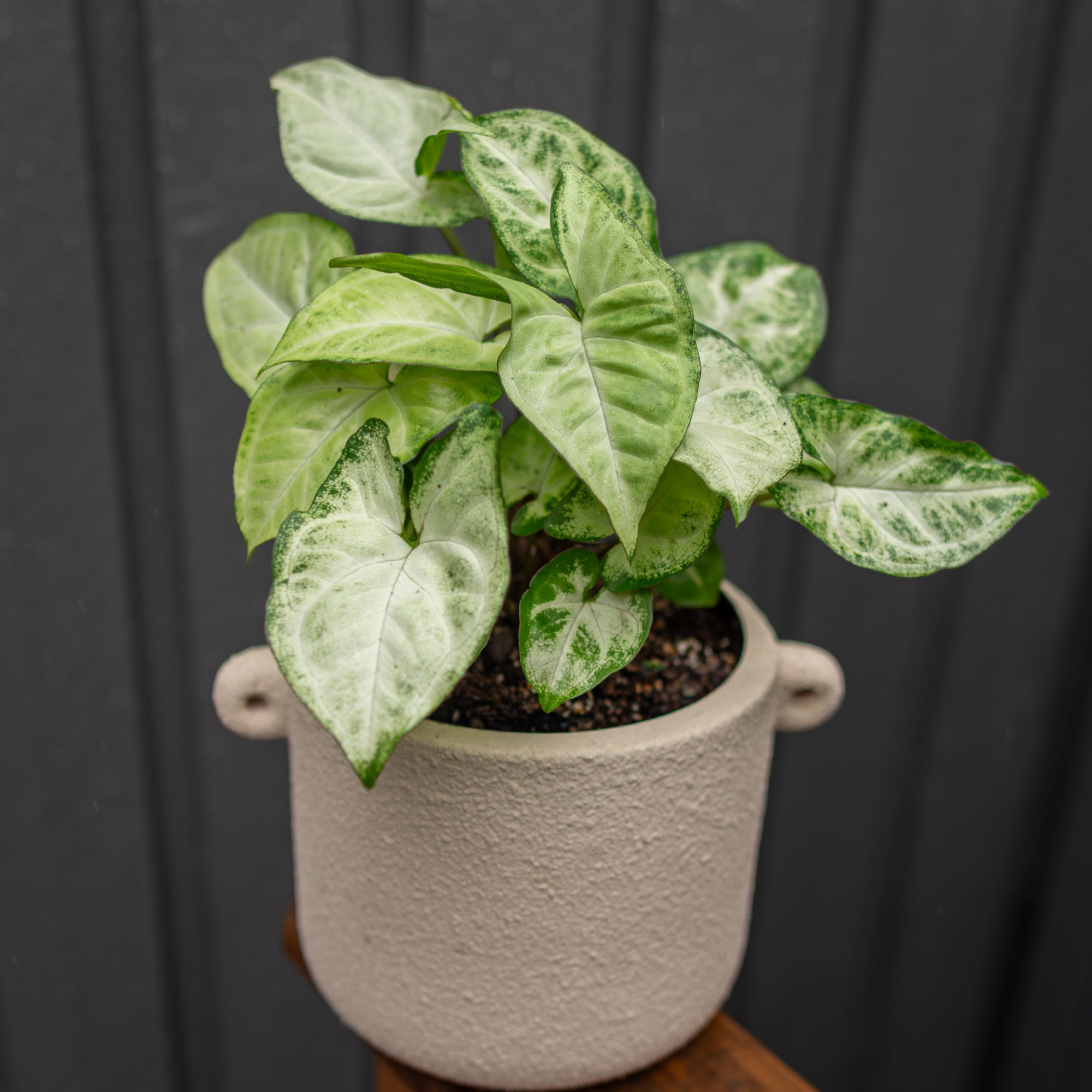 Syngonium in Blush Textured Pot