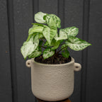 Potted plant with green leaves in a textured beige pot against a dark background