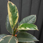 Variegated Rubber Tree in in Neutral Pot