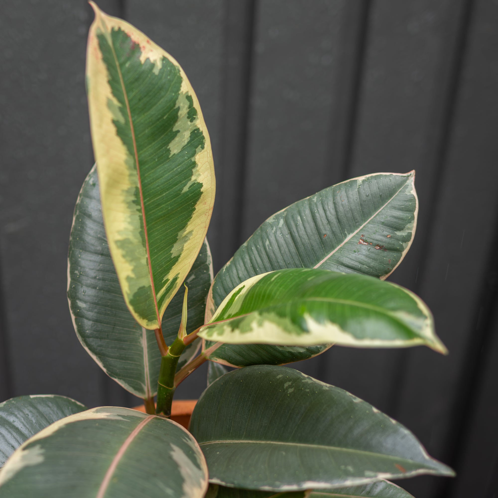 Variegated Rubber Tree in in Neutral Pot