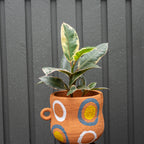Potted plant in a terracotta pot with decorative patterns
