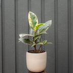 Potted plant (ficus) with green, white, and pinkish leaves in a white/beige pot against a grey wall