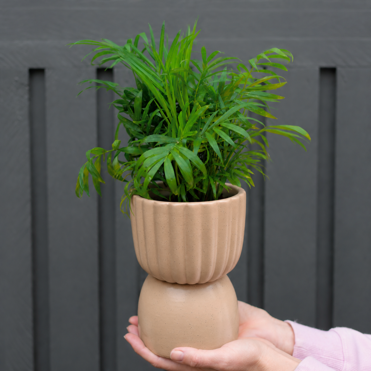 Parlor Palm