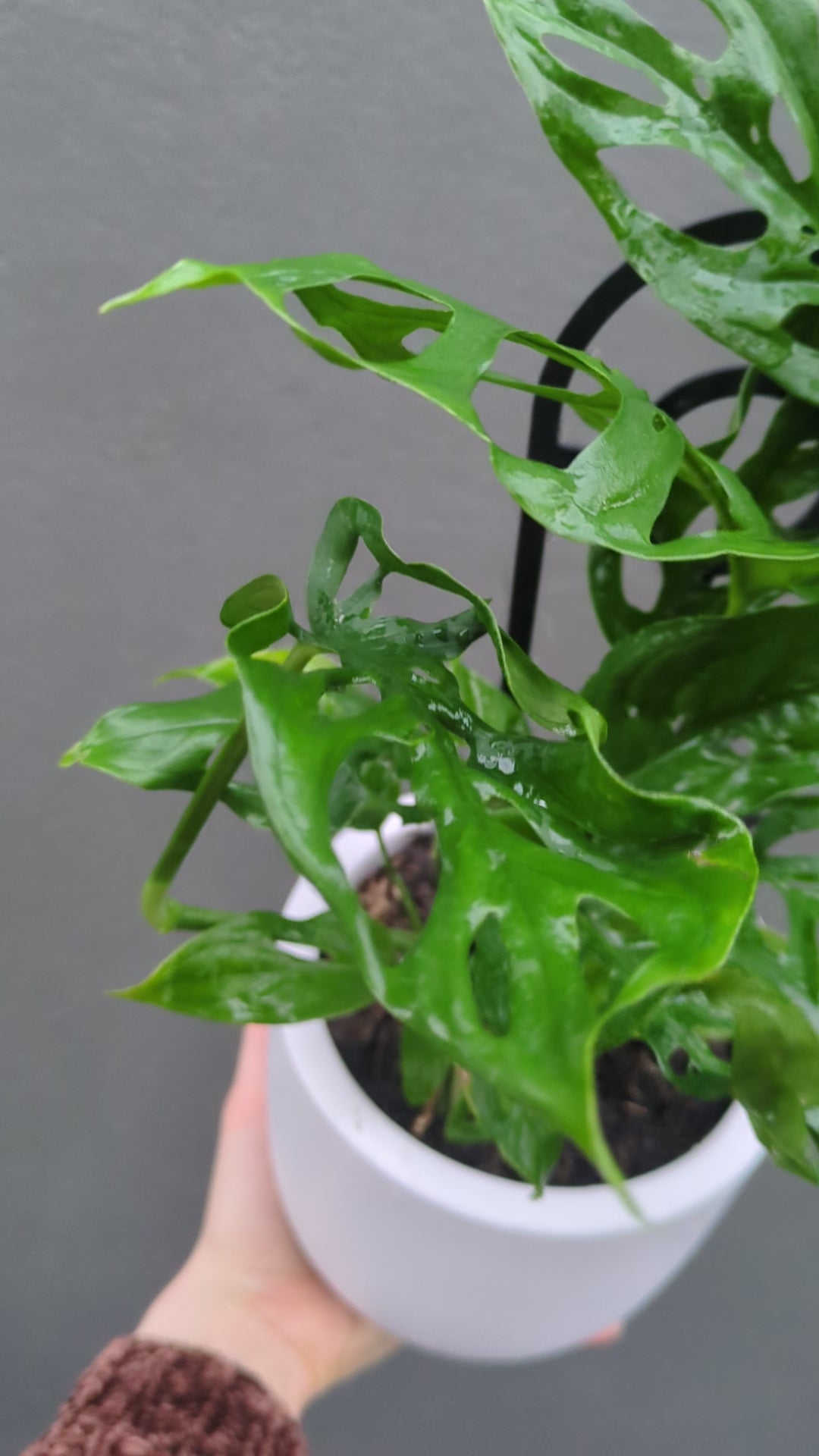 Plant of the Week for a Future Date
