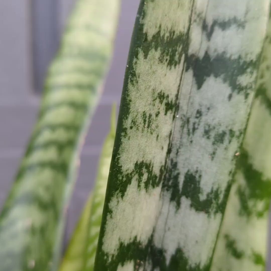 Sanseveria