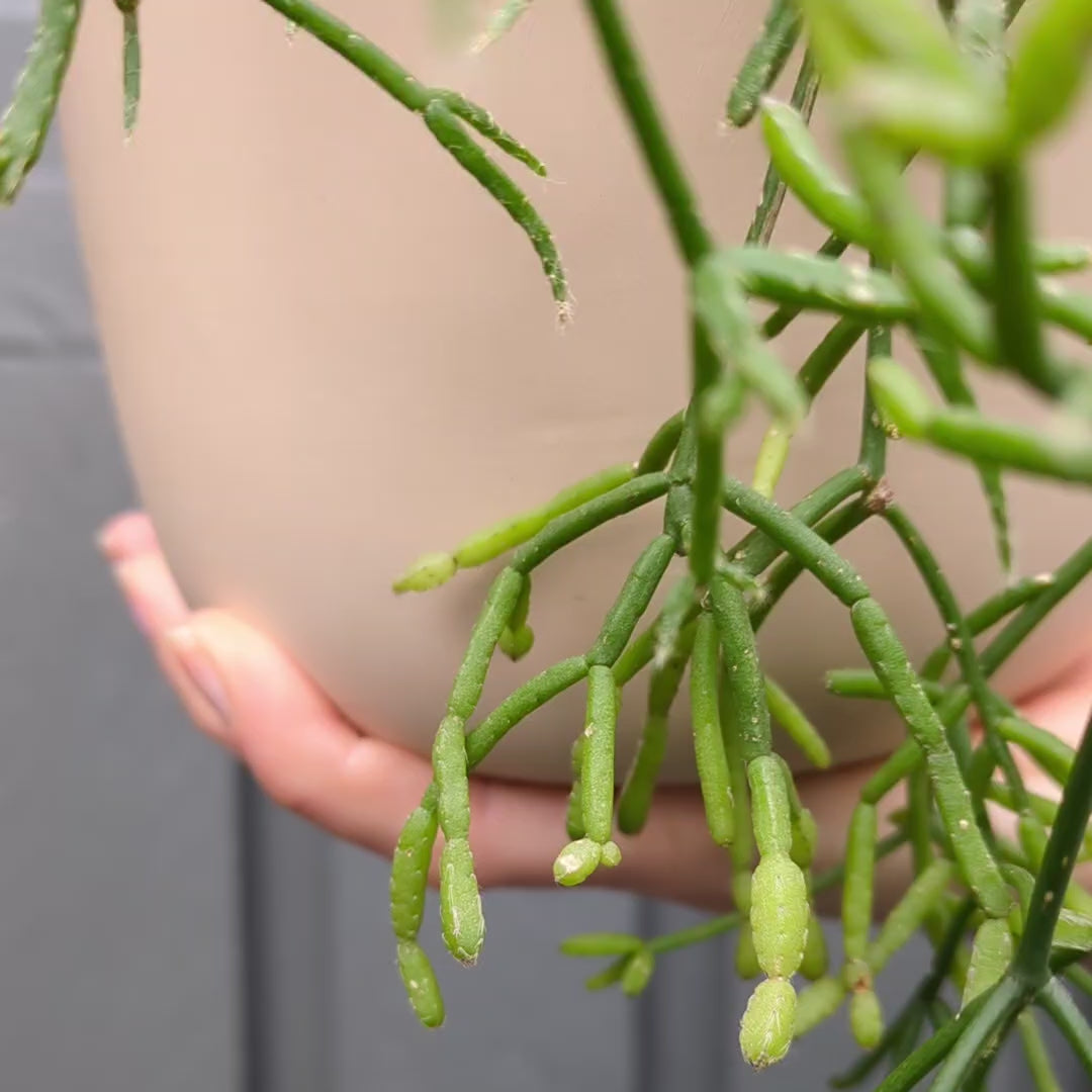 Plant Delivery Wollongong
