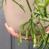 Plant Delivery Wollongong